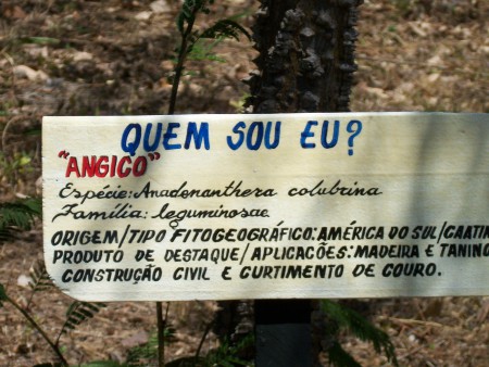 Anadenanthera colubrina IV